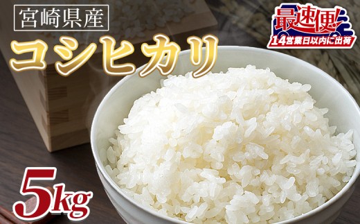 ＜令和7年度産　宮崎県産コシヒカリ　5kg＞14営業日以内に順次出荷【 国産 米 お米 最速便 白米 精米 こしひかり ごはん ご飯 白飯 食品 】