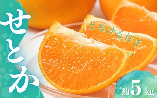 【先行予約】Lから3Lのサイズ混合 橋本農園のせとか 5kg 【2026年3月上旬から3月下旬に順次発送】 / せとか 露地 L 2L 3L みかん 蜜柑 柑橘 フルーツ 果物 くだもの 先行予約