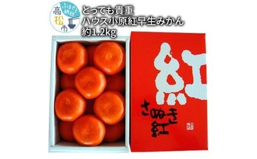 とっても貴重　ハウス小原紅早生みかん　約1kg【2025-6月中旬～2025-8月上旬配送】