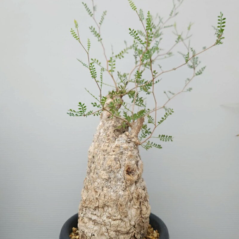 【ふるさと納税】オペルクリカリア・パキプス「塊根植物の王様」(発根管理済) P004 [0425]