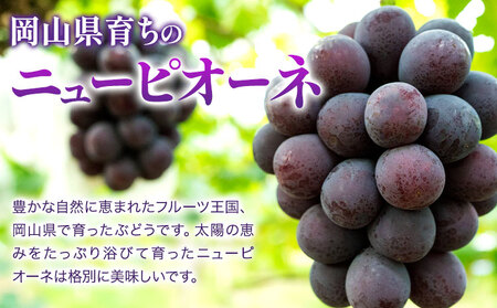 [2024年先行予約]ニューピオーネ 1房600ｇ以上 2房 化粧箱入り 株式会社山博(中本青果)《8月下旬-10上旬頃出荷》岡山県 浅口市 ぶどう フルーツ ギフト 贈答用 旬 果物 国産 岡山県産