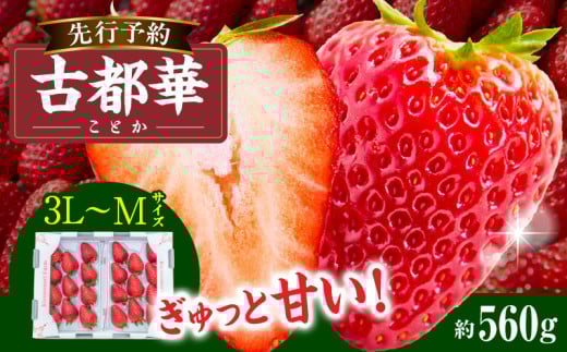 【2026年2月～3月発送】高級いちご「古都華」3L～Mサイズ2パック　先行予約 ことか 甘い 糖度 濃い 濃厚 果汁 香り 朝摘み いちご イチゴ 苺 フルーツ 果物 くだもの ご褒美 ごほうび 贈答 贈り物 ギフト プレゼント 冷蔵 奈良県 生駒市 送料無料
