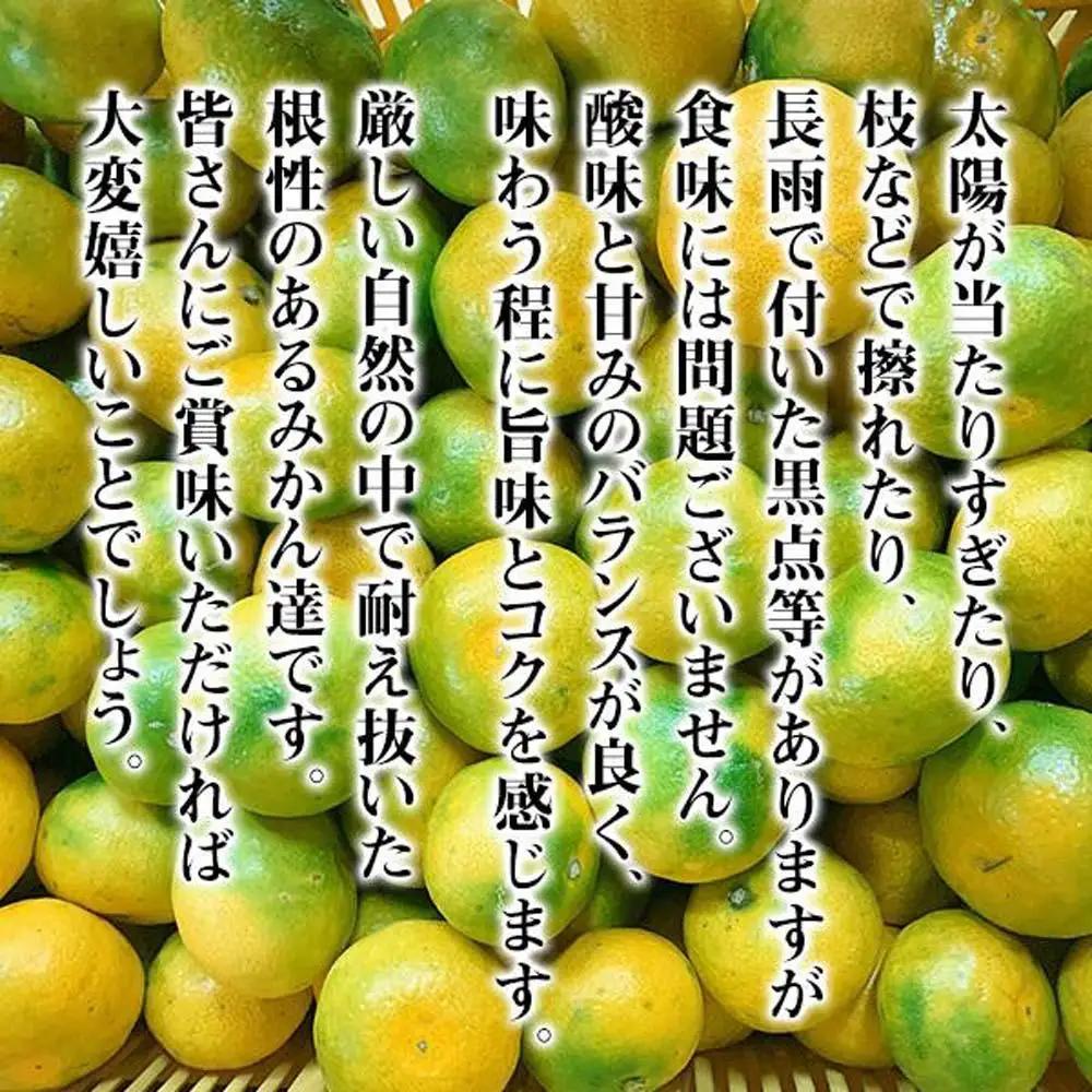 訳あり ゆら早生 みかん 箱込5kg(内容量 4.4kg)サイズミックス  有田みかん 和歌山県産 【みかんの会】［2026年10月下旬頃より順次発送予定］