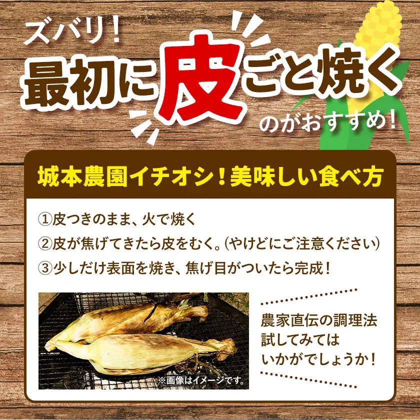 とうもろこし 3本 城本農園 とうもろこし