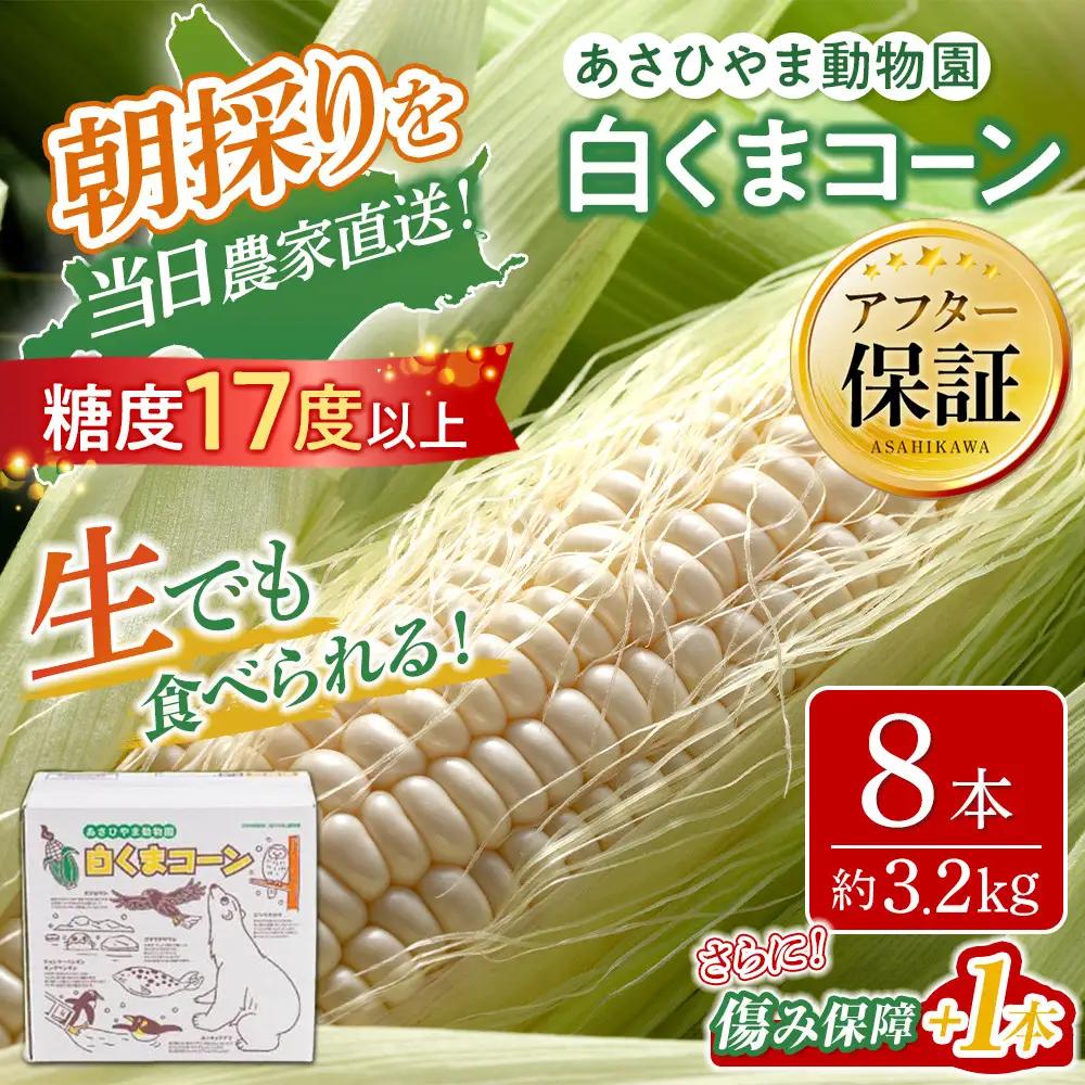 【先行予約】あさひやま動物園しろくまコーン3.2kg(ホワイトレディもしくはピュアホワイト8本)2026年8月下旬から発送開始 | とうもろこし とうもろこし 北海道 _03811