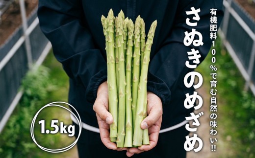 【2026年先行予約】グリーンアスパラガス さぬきのめざめ 1.5kg 朝採れ 鮮度バツグン 有機肥料 早朝収穫 人気 シャキシャキ 食感 新鮮 瑞々しい 甘い 歯ごたえ ロングサイズ  アスパラガス 農場 収穫 特別品質 高品質 希少品質 美しい フレッシュ 品種改良 減農薬 野菜 旬 丸亀市 藤井農園