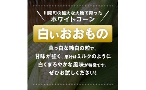【令和8年発送】政岡さんちのスイートコーン「白いおおもの（ホワイトコーン）」4.5kg 【 先行予約 数量限定 期間限定 とうもろこし スイートコーン 2026年発送 先行受付 宮崎県産 九州産 野菜