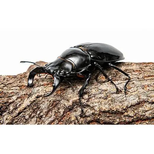 【1セット限定！】完璧育成！「タランドゥスオオツヤクワガタ」 G-233