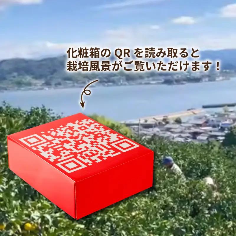 【紅まどんなと同品種】あいか 2kg まどんな【SSK019】