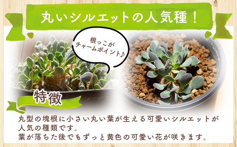 カカリオイデス オトンナ - 植物 オトンナ属 インテリア ナチュラル 自然 グリーン 観葉植物 おしゃれ 癒し かわいい 多肉植物 塊根植物 サキュレントフィールド Succulent field 