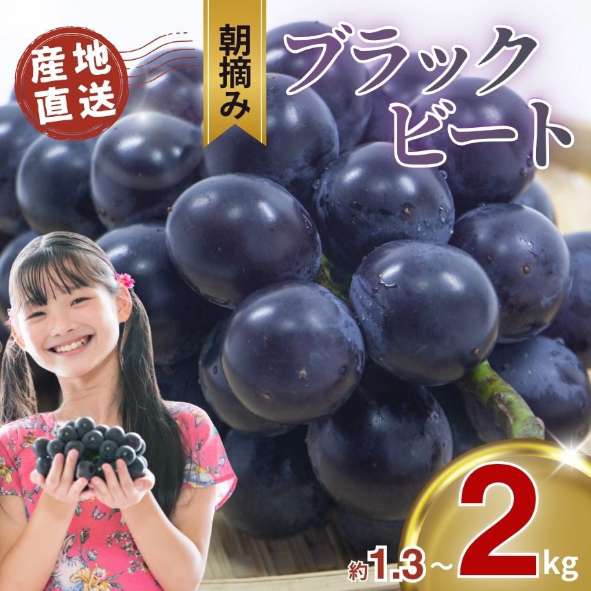 【ふるさと納税】ぶどう ブラックビート 1.3kg 2kg 黒ぶどう | 朝摘み直送 ブドウ 葡萄 フルーツ 甘い 人気 おいしい お取り寄せ スイーツ 甘い ご褒美 国産 真岡市 栃木県 限定 送料無料