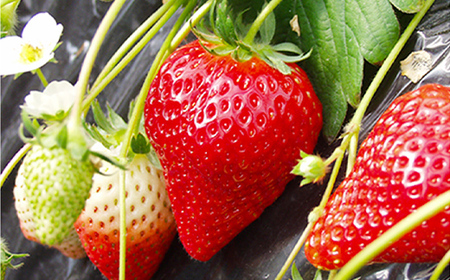 石井果樹園の完熟いちご とちおとめ 2Lサイズ 1kg（250g×4パック） イチゴ 苺 福島県 鏡石町 F6Q-393