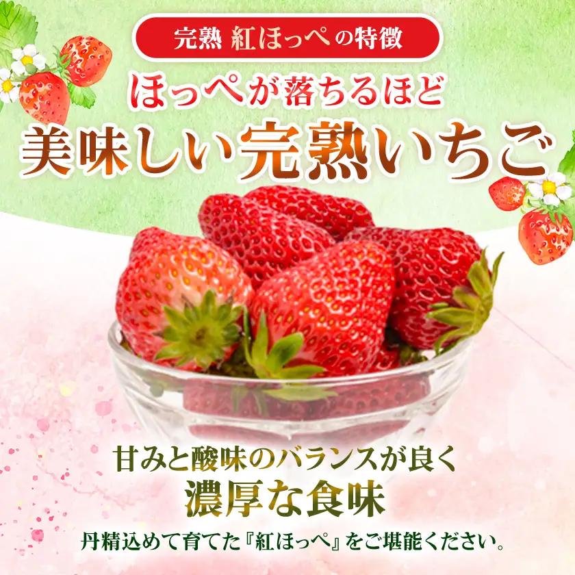 【先行受付　2027年発送】静岡県掛川市産　ミズノ農園の完熟いちご　『紅ほっぺ』約280g×6パック【配送不可地域：離島・北海道・沖縄県・四国・九州】【1681112】