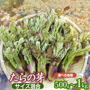 【2024年 令和6年産 先行予約】山形県鶴岡市産 たらの芽500g サイズ混合 山菜 発送時期：4月15日～5月25日頃 たらのめ | 山形県 鶴岡市 楽天ふるさと 納税 山形 支援 返礼品 お取り寄せ ご当地 野菜 タラの芽 タラノメ 取り寄せ やさい 支援品 食品