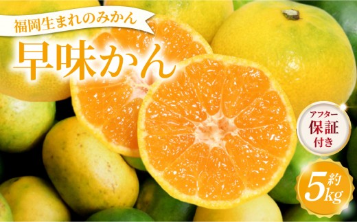 
                  寄附額改定↓ 【産地直送】福岡県オリジナル品種 みかん 早味かん 約5kg（2026年9月以降発送）
                