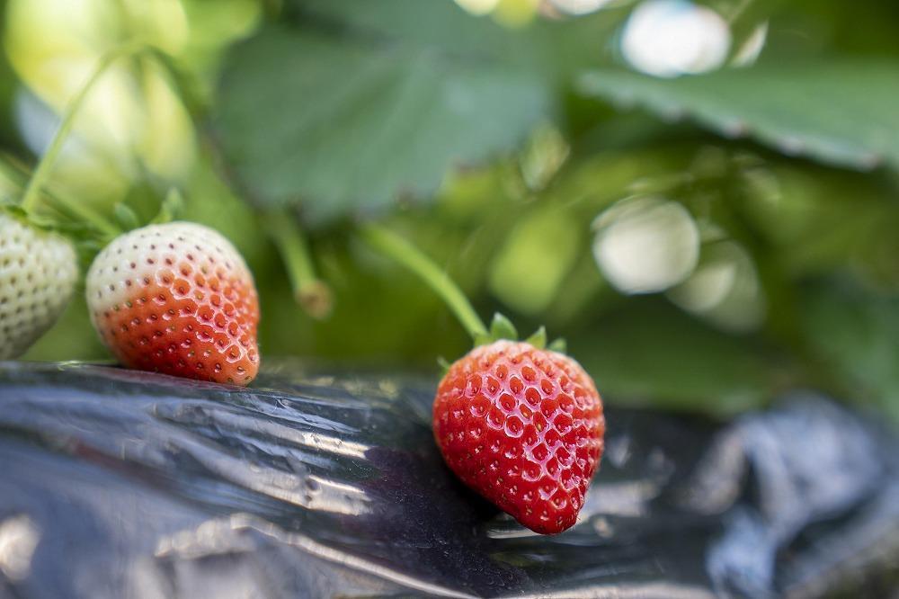 【朝採り・農園直送(1月~2月収穫・発送)】栃木県産とちあいか(レギュラー270g×4パック)×2箱