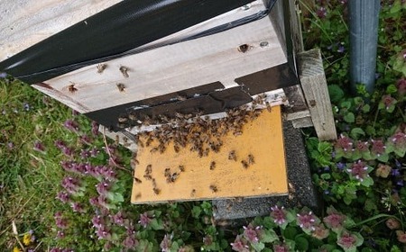 【感謝を込めて価格改定】 2年間熟成！ 希少な日本ミツバチ完熟蜂蜜 600g×2個 セット 【 数量限定 はちみつ ハチミツ 岩手県 陸前高田市 】