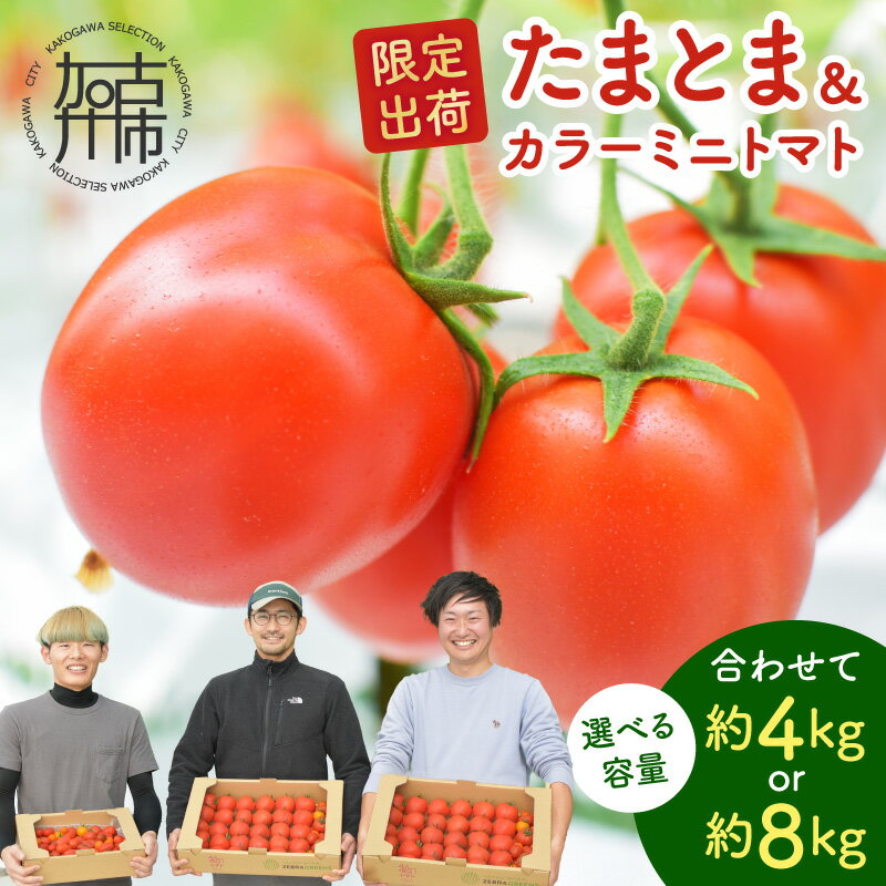 【ふるさと納税】＼選べる内容量／【お届け月が選べる・限定出荷】"たまとま"＋カラーミニトマト (約4kg) (約8kg) 《 野菜 トマト ミニトマト カラートマト 期間限定 送料無料 》