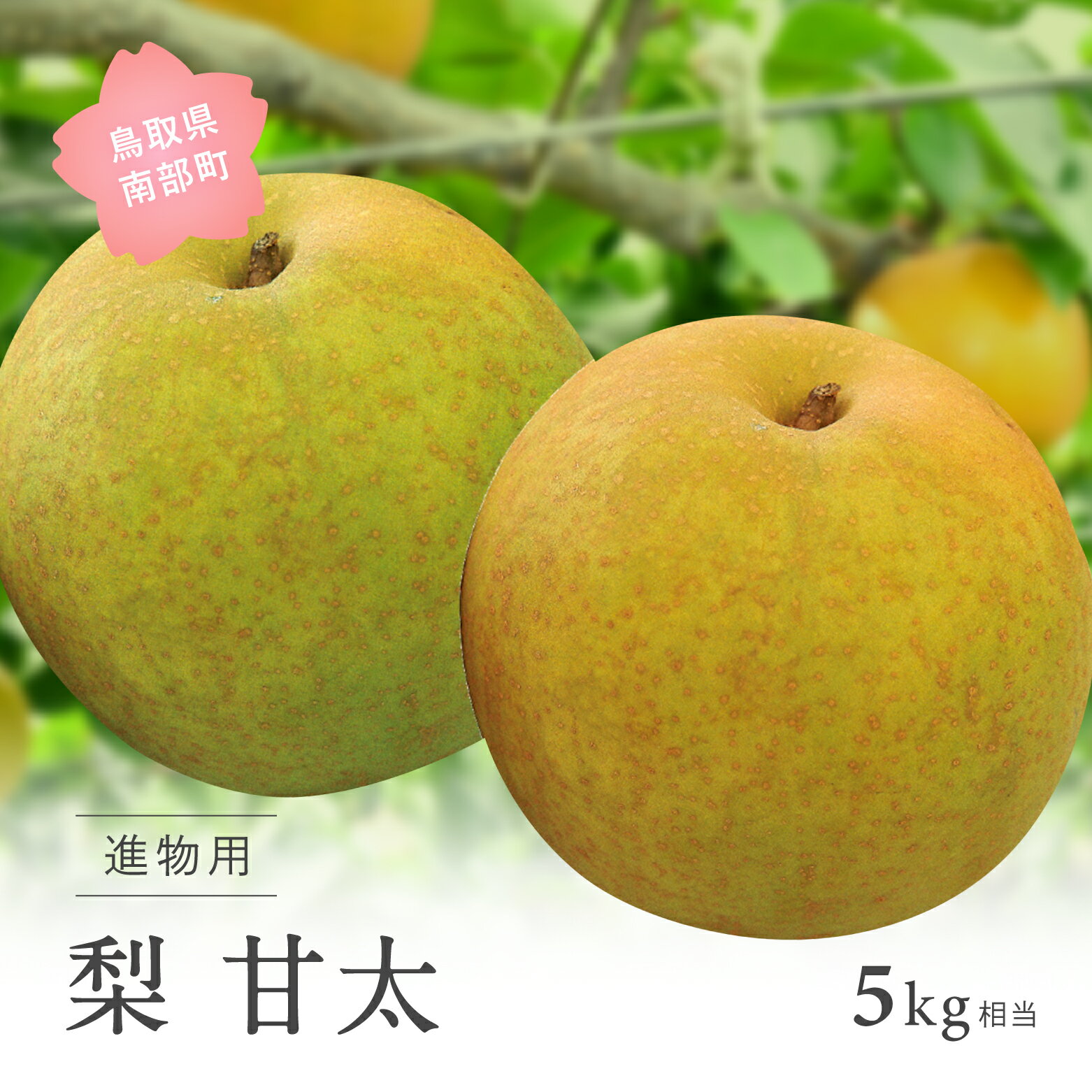 【ふるさと納税】甘太［梨］（進物用5kg箱）2025年9月下旬出荷予定＜数量限定＞ 梨 なし フルーツ 鳥取県南部町