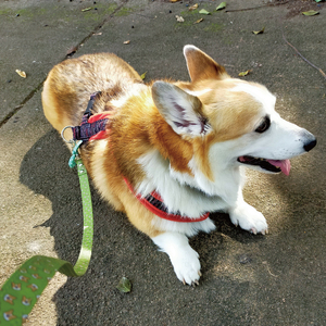 『コーギー柄 (ベージュ)』オリジナル反射材の光る犬用リード【中型犬用20キロまで】【散歩 愛犬 夜散歩 手作り 阿見町 茨城県】(40-19)