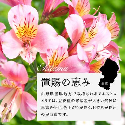 ふるさと納税 米沢市 アルストロメリア ピンク系 1束 10本入り 切花 2026年4月〜7月上旬頃 お届け予定 |  | 02