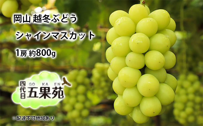 
                  越冬 ぶどう シャイン マスカット 1房 約800g 岡山県産 四代目 五果苑 [№5735-1488
                