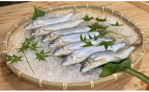 （冷蔵）　鮎　約1.4kg　／大森水産　あゆ　お取り寄せグルメ　川魚　和食　三重県　大台町
