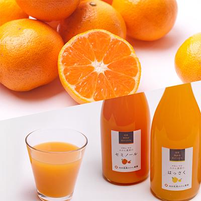 ふるさと納税 美浜町 【発送月固定定期便】季節の柑橘定期便B【フルーツ定期便】【和歌山県有田】全12回 |  | 02