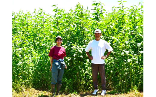 訳あり 旬 の 野菜セット 8品 種類おまかせ 旬 野菜 やさい yasai ヤサイ 野菜セット やさいセット 旬の野菜 お野菜 健康 果樹 栽培 自然 春野菜 夏野菜 秋野菜 冬野菜 不揃い おまかせ 訳アリ 訳あり品 わけあり 訳有 ワケアリ 数量限定 農家直送 産地直送 神奈川 湘南 藤沢