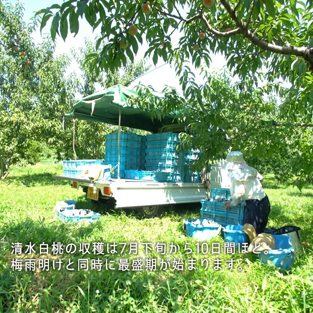桃 2026年 先行予約 清水白桃 約1.3kg 5～6玉  岡山県産 桃