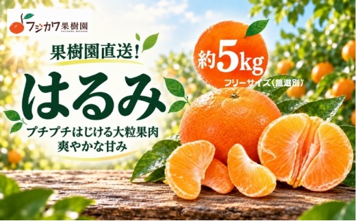 はるみ 約5kg 果物類 柑橘類 フルーツ みかん デコポン