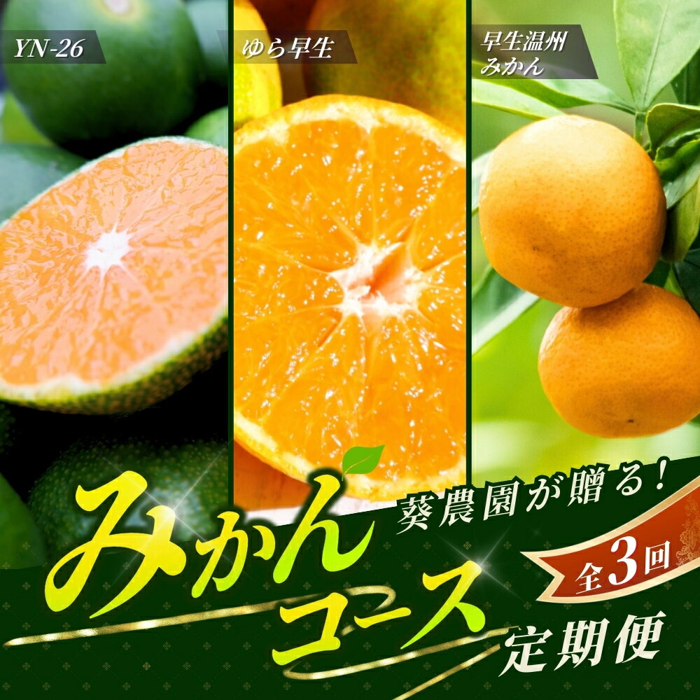 【ふるさと納税】 【全3回定期便】＼新登場／ 【先行予約】 紀州葵農園 こだわりみかんコース 【秀品】 サイズ混合 （ゆら早生・早生温州・極早生みかんYN-26 各5kg） ※25年9月より3回 / みかん 定期便 柑橘 ゆら早生 温州みかん フルーツ 早生みかん 和歌山 田辺市