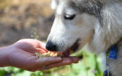 成犬に総合栄養食として与えていただけます。大切なワンちゃんにぜひどうぞ。