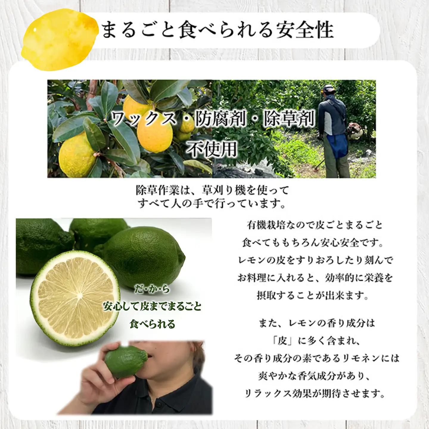 グリーン レモン  璃の香 2㎏｜れもん 有機 オーガニック 国産 愛媛県 西条市