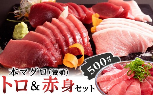 
                  【選べる通常／年末発送】本マグロ（養殖）トロ＆赤身セット 500g［KS12］｜マグロ 国産 本まぐろマグロ まぐろ 鮪 刺身 海鮮丼 お刺身 まぐろ丼 お寿司 手巻き寿司 人気マグロ おすすめマグロ ギフト 贈答 まぐろ和歌山 那智勝浦 まぐろ水揚げNO.1 マグロ刺身 冷凍マグロ 本マグロ まぐろ刺身 紀州勝浦まぐろ 海鮮 魚介類 魚 さかな マグロ 高評価 和歌山県 那智勝浦町
                