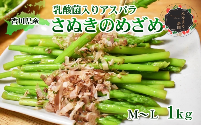 令和8年産　はなまる農園の乳酸菌入りアスパラ【さぬきのめざめ1kg】М～L アスパラガス 野菜 野菜セット 