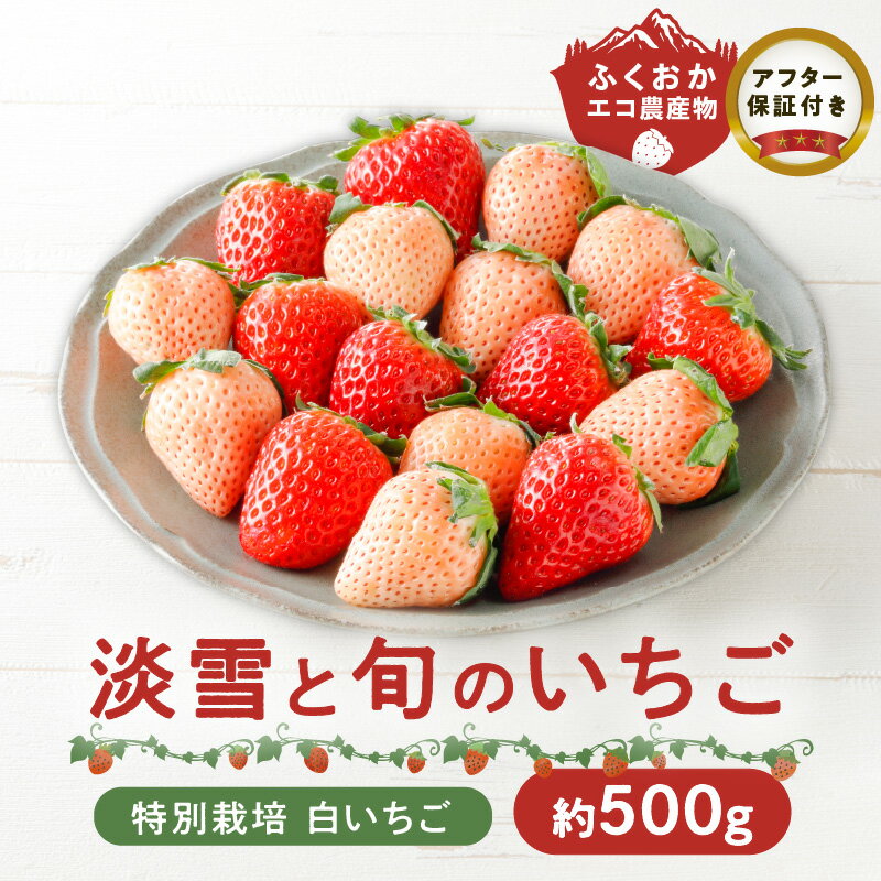 【ふるさと納税】特別栽培 白いちご 旬 いちご 詰め合わせ 紅白セット 約500g 2パック入り ふくおかエコ農産物 旬のいちご 食べ比べ ギフト 最適 久留米市内 生産 7品種 淡雪 あまおう 恋みのり かおりの 紅ほっぺ よつぼし すず あまえくぼ いちごきらり 福岡県 送料無料