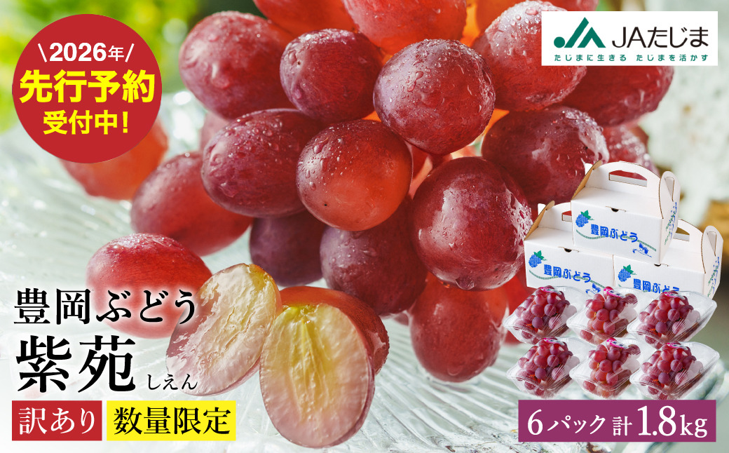数量限定 訳あり 豊岡ぶどう「紫苑」 約300g×6パック／ 紫苑  しえん ブドウ 葡萄 訳ありぶどう 大粒 強い甘み 爽やかな酸味 新鮮 果物 産地直送 くだもの フルーツ 上品 香り
