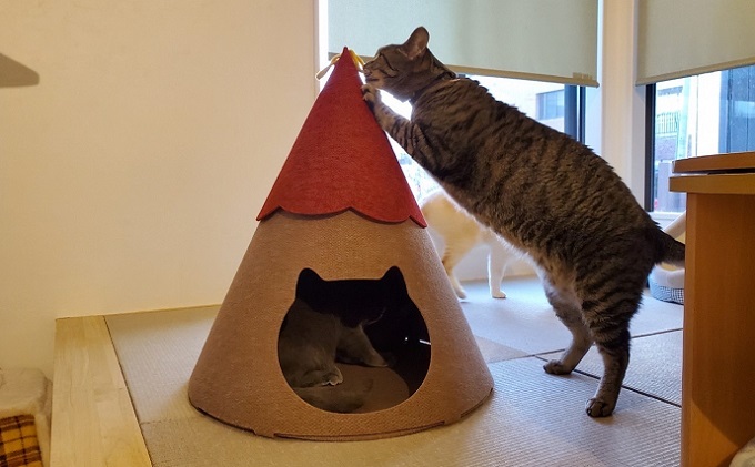 ねこハウスにゃろにも 赤×茶 高さ58cm 猫 ネコ インテリア おしゃれ テント ペット
