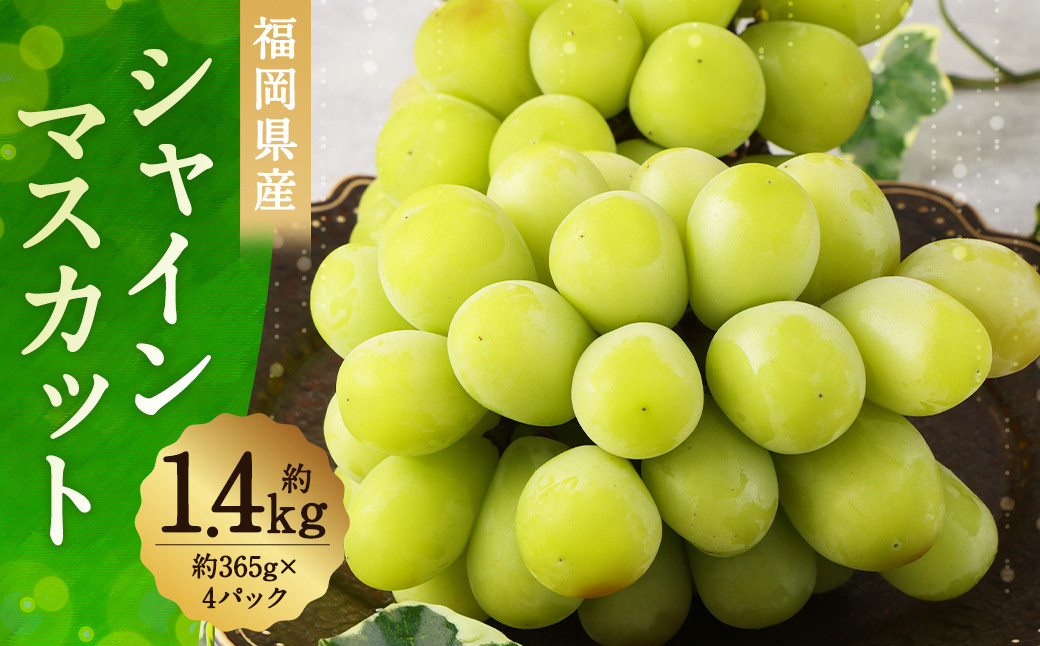 
            シャインマスカット 約1.46kg （365g×4パック） マスカット ぶどう 果物 フルーツ お取り寄せ デザート おやつ 福岡県産 冷蔵 【2025年9月上旬から9月下旬順次発送予定】
          