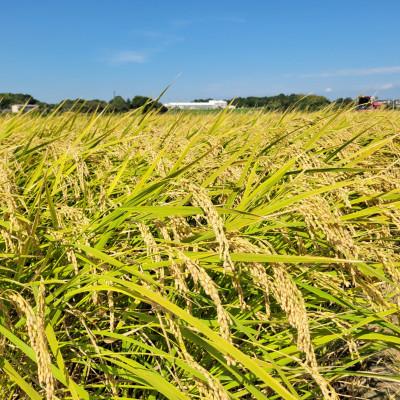 ふるさと納税 美浦村 【令和7年産】茨城県産コシヒカリ おかだいらの恵10kg　精米(5kg×2袋) |  | 03
