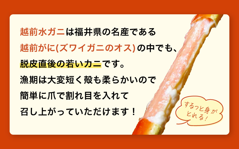 【期間限定】浜ゆで 越前産水がに中サイズ 4肩（足のみ2肩あたり300～400g） 合計600g以上 産地直送 食べやすい【雄 ズワイガニ 越前ガニ 足のみ ボイル 冷蔵 かに カニ 蟹 福井県】希望