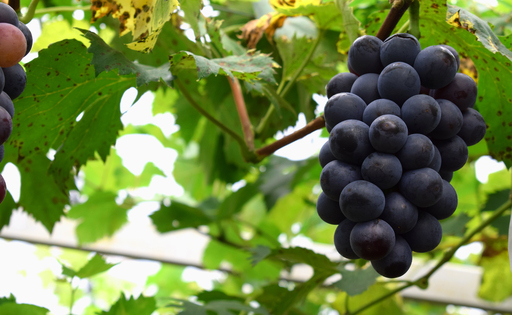 ぶどう 人気3種 詰め合わせ 2kg 朝採れ 旬 ブドウ 葡萄 果物 フルーツ 冷蔵 贈答 ギフト