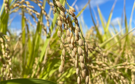 【毎月定期便】新米 米 つや姫 精米 毎月定期便 5kg×3回 1月発送開始 令和7年産 2025年産 山形県産 ※沖縄・離島への配送不可 on-tsxxa5_tm-1to3