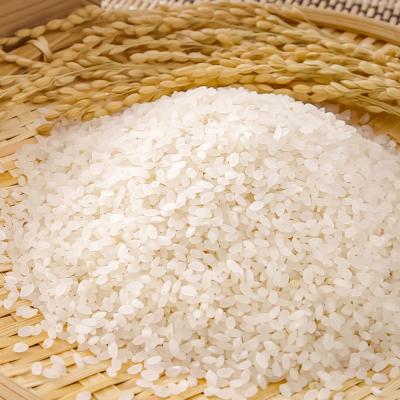 ふるさと納税 土佐清水市 農家直送　令和7年産　コシヒカリ　精米　5キロ　白米  コシヒカリ 高知県産【R01508】 |  | 02