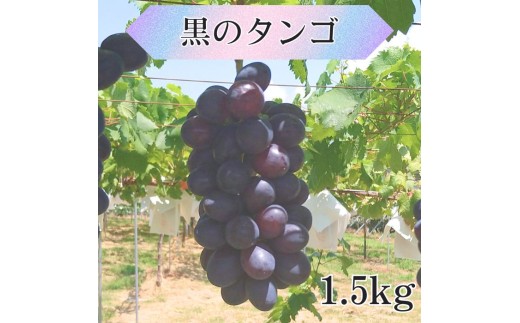
                  黒のタンゴ 1.5kg 長野県 信州 南信州 高森町 黒のタンゴ ぶどう 旬のぶどう 旬のフルーツ 黒ぶどう 農家直送 皮ごと食べられる
                