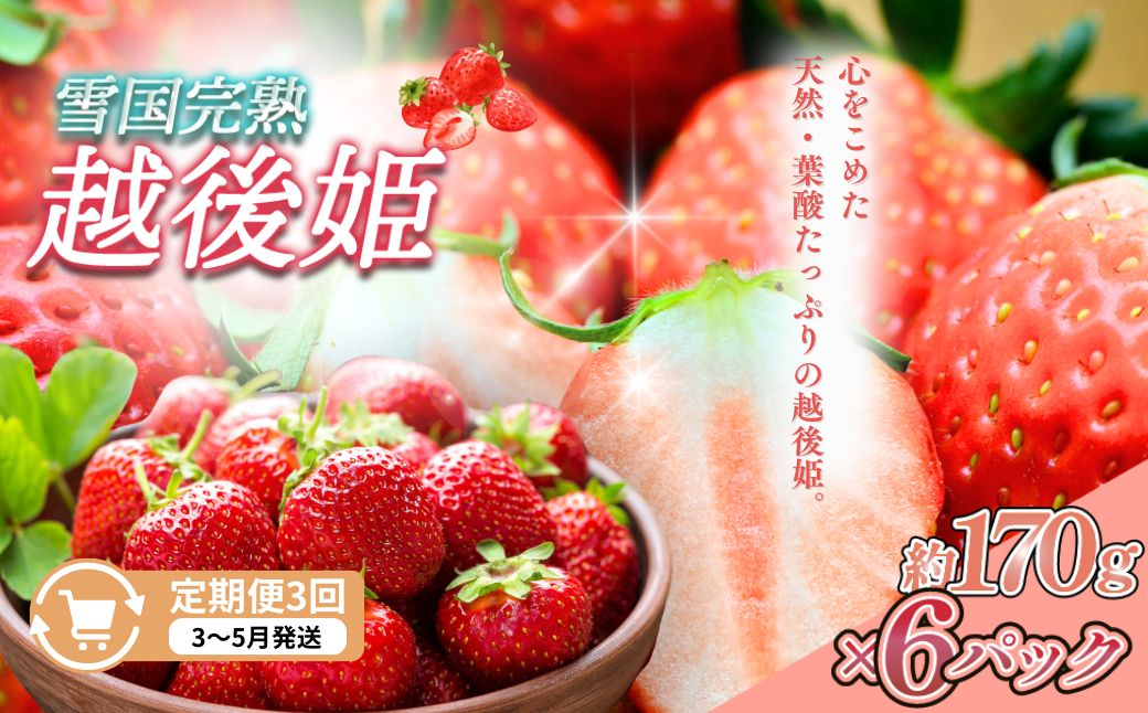 
            定期便 3回【3～5月発送】雪国完熟いちご越後姫 170g×6全3回 定期配送 越後姫 いちご 定期便 完熟 苺 新潟
          