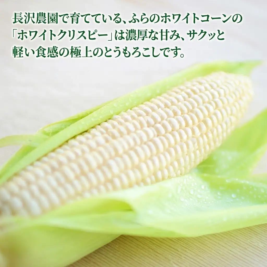 とうもろこし 富良野産 ホワイトコーン【8〜9本 計2.8kg以上】【先行予約】