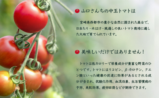 【先行予約】山口さんちの中玉トマト 約2㎏ シンディースイート 宮崎県西都市産<1-280>野菜 やさい とまと 大容量 宮崎県西都市
