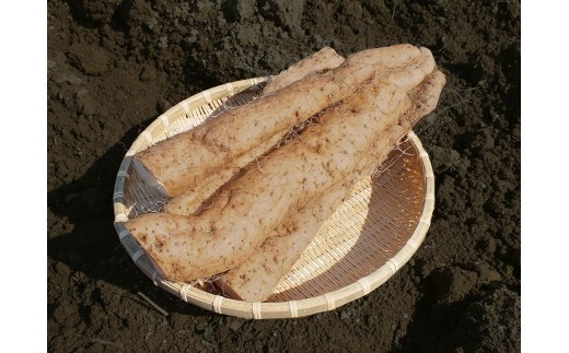 大山産自然薯 500g